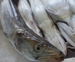 il pesce nello svezzamento